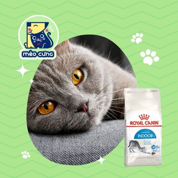 Royal Canin Indoor 2kg – Giải pháp dinh dưỡng cho mèo nhà lười vận động